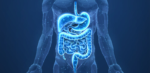 Abstract wireframe intestinal human digestive system. Gut health, bowel disease, gastrointestinal tract.