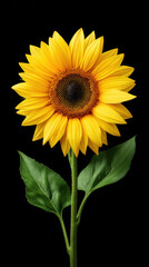Obraz premium A vibrant sunflower with bright yellow petals and a dark brown center stands tall against a stark black background, showcasing its natural beauty and form today.