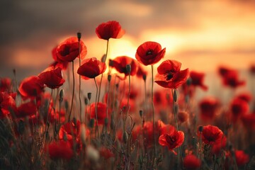 Obraz premium Field of red poppies during golden sunset