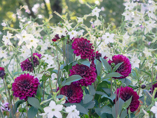 Dark red Dahlias flowers blooming with white tobacco in a garden, beautiful autumn flowers, closeup
