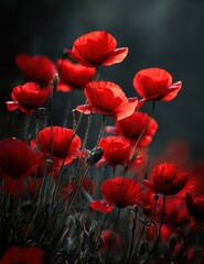 Obraz premium Red poppies blooming in natural light outdoors