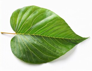 Obraz premium green leaves of white popinac or lead tree isolated on a white background
