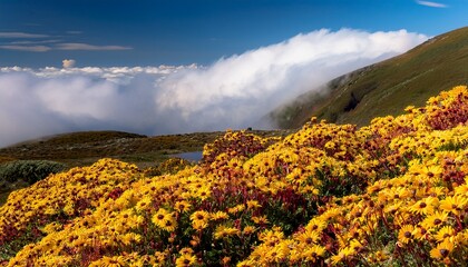 yellow flowers with maroon centers nestled among soft fluffy white clouds serene light