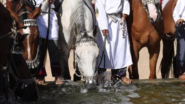 Arabian horses drinking water in a farm in Oman