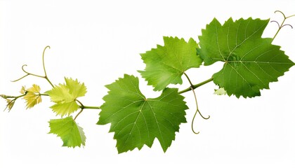 grape leaves vine plant branch with tendrils in vineyard isolated on white background