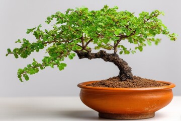 Bonsai tree flourishing in a clay pot indoors during daylight with vibrant green leaves