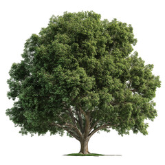 Isolated hyper-realistic tree with full foliage, clean, transparent background