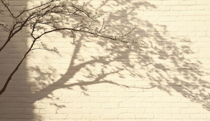 Light beige wall, tree shadow.  Delicate,  branchy shadow, soft light