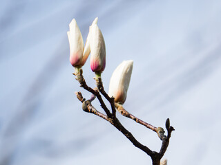 Magnificent blooming buds on a delicate branch under a clear sky in springtime