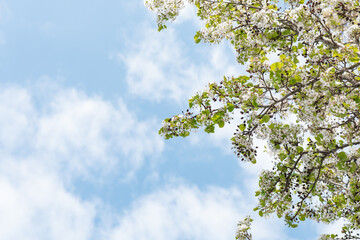 Blossoming tree branches under clear blue sky