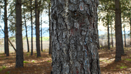 Tree trunk close-up, forest, bark, detail, nature south of France, nature reserve