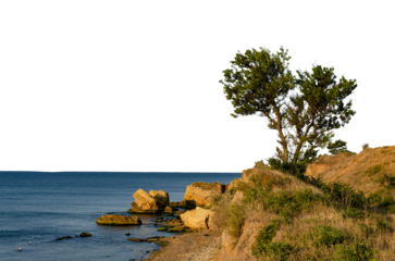 seascape coast with growing trees isolated transparent background