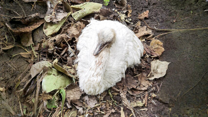 Anser anser domesticus Fledgling Resting on Foliage in Natural Outdoor Setting
