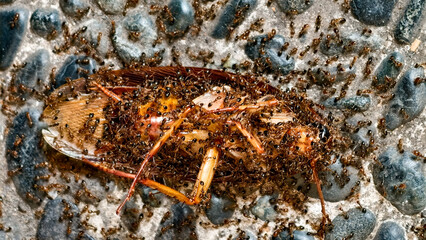 Ants devouring the carcass of a cockroach on stone ground environment