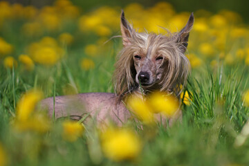 Cute tricolor Chinese Crested dog posing outdoors lying down in a green grass with yellow dandelions in spring