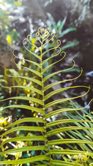 Artistic fern frond with stylized tips, bokeh backdrop evoking botanical zen