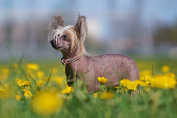 Obedient bronze and white Chinese Crested dog with a pink collar posing outdoors standing in a green grass with yellow dandelions in spring