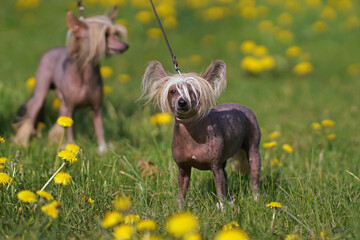 Two Chinese Crested dogs posing outdoors standing on a green grass with yellow dandelions in spring