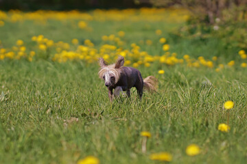 Active bronze and white Chinese Crested dog walking on a green grass with yellow dandelions in spring