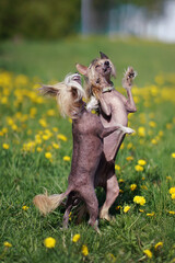 Two active Chinese Crested dogs with collars posing outdoors standing up on their back legs on a green grass with yellow dandelions in spring