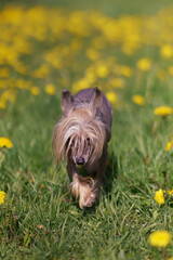 Active tricolor Chinese Crested dog walking on a green grass with yellow dandelions in spring