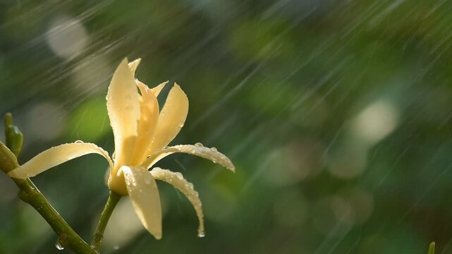 Magnolia champaca flower and raining on natural background.