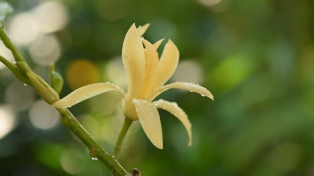 Magnolia champaca flower on bokeh background.