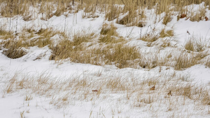 Winter landscape with snow-covered ground and dry grass in a serene setting