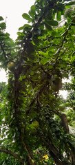 Calabash tree filled with gourd fruits hanging from branches and foliage