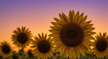 Obraz premium Sunflower Field at Sunset with Warm Light and Colorful Sky