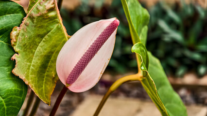 Captivating closeup of a light pink anthurium flower in a lush green garden