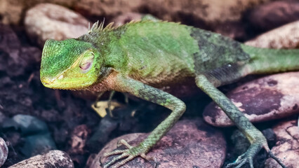 Captivating Green Crested Lizard Resting on Rocks, A Unique Wildlife Portrait