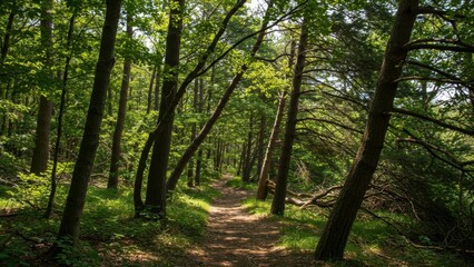 Obraz premium Pathway through trees in a forest, vibrant green scenery