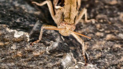 Close-up macro image depicting the intricate details of a grasshopper's face