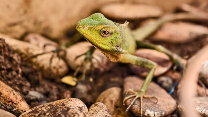 Close-up of a green crested lizard standing among brown river stones