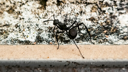 Close-up of a Shiny Black Ant on Rough Textured Stone Wall Surface