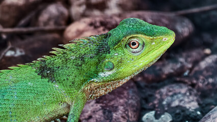 Fototapeta premium Close-up of a vibrant green lizard, showcasing its intricate scale patterns and vibrant eye