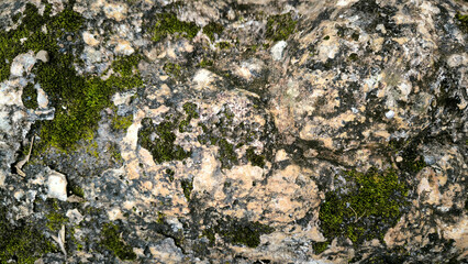 Close-up on weathered rock with verdant moss, abstract stone texture