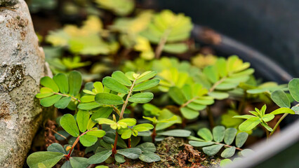 Close-up on delicate leaflets of a plant, displaying a refreshing verdancy