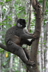 Red fronted brown lemur, Madagascar