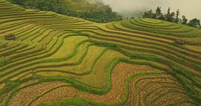 A view from above of golden-yellow rice fields planted in terraced rows. At harvest time, farmers bow their heads to harvest the rice. The sunlight shines on the golden rice stalks. rice field