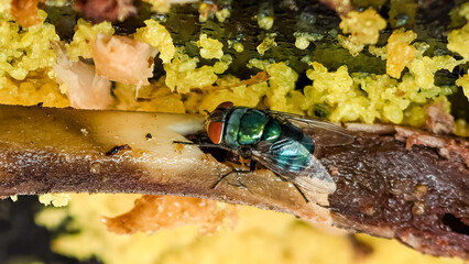 Common green bottle fly feeding on left over food, unhealthy environment