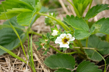 strawberry blossom damaged. High quality photo