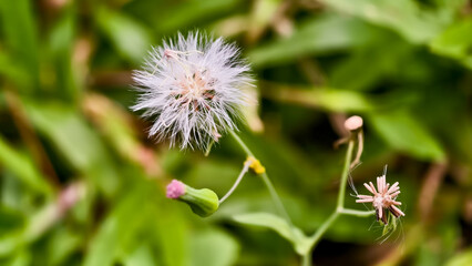 Delicate dandelion seed head with blurred green background in soft focus