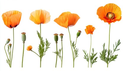 Naklejka premium Orange Poppies Growth Stages Isolated on White