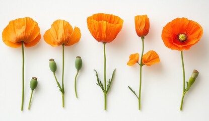 Obraz premium Orange Poppy Flower Life Cycle on White Background