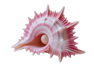 Fototapeta premium Pink Spiky Murex Seashell on Black Background