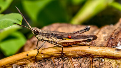 Detailed close-up of a grasshopper resting gracefully on a dried leaf surface