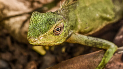 Detailed Close-Up of a Green Forest Lizard in its Natural Habitat