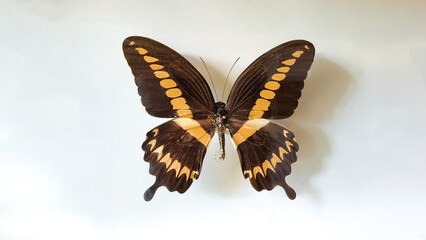 Detailed closeup of an impressive yellow spotted brown butterfly specimen pinned